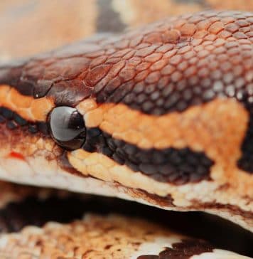 ball python dry skin