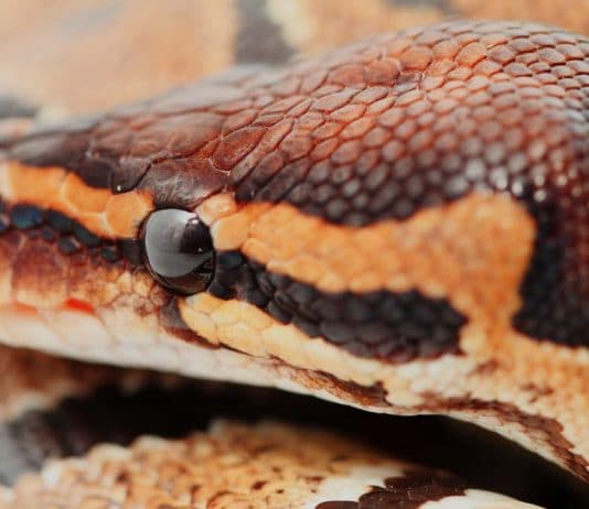 ball python dry skin