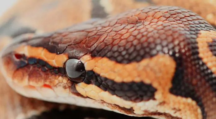ball python dry skin