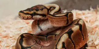 ball python chilling out