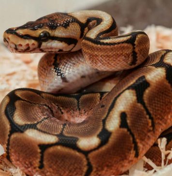 ball python chilling out
