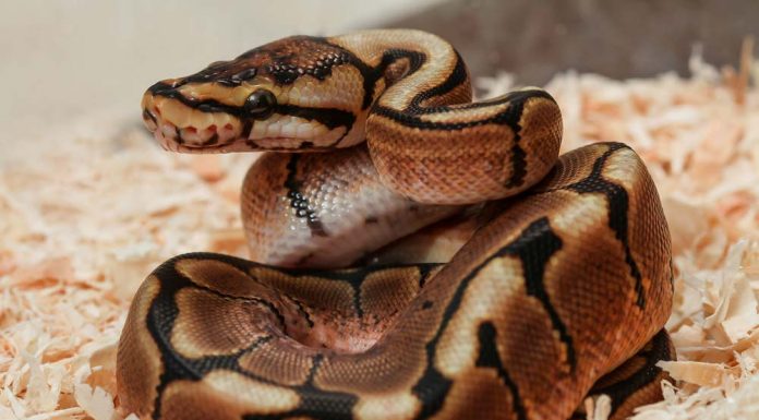 ball python chilling out