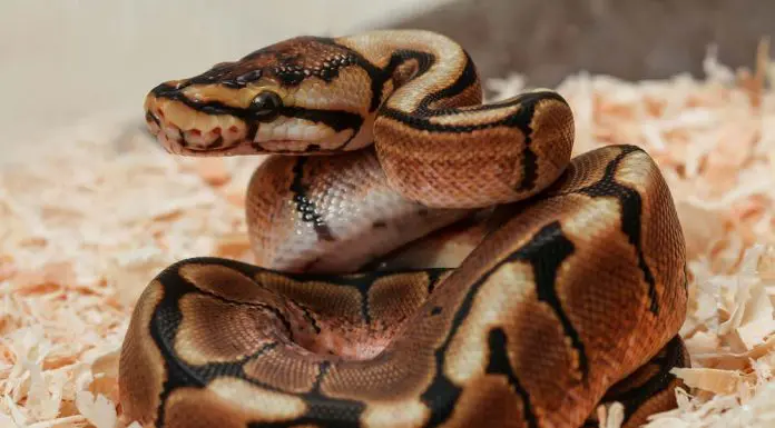 ball python chilling out