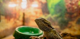 bearded dragon in terrarium