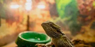 bearded dragon in terrarium