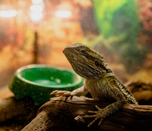 bearded dragon in terrarium