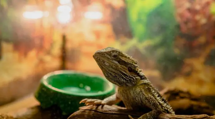 bearded dragon in terrarium