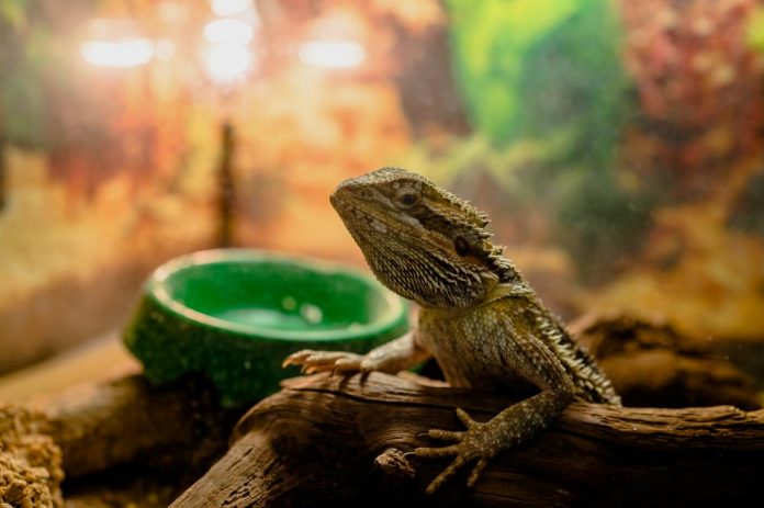 How To Set Up Bearded Dragon Terrarium