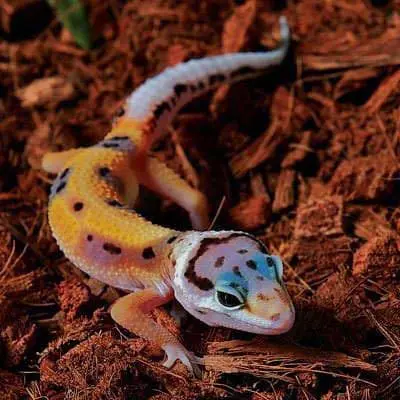 colorful gecko