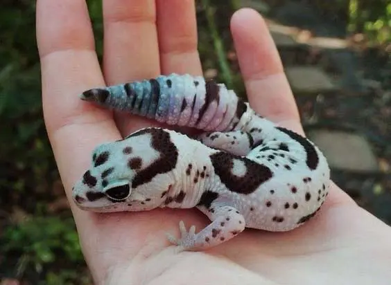 cool looking gecko on palm