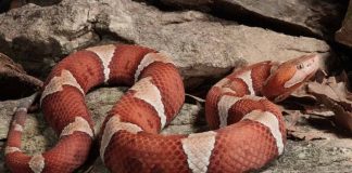 copperhead snake on top of rock