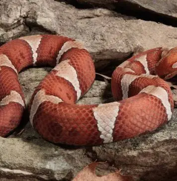 copperhead snake on top of rock
