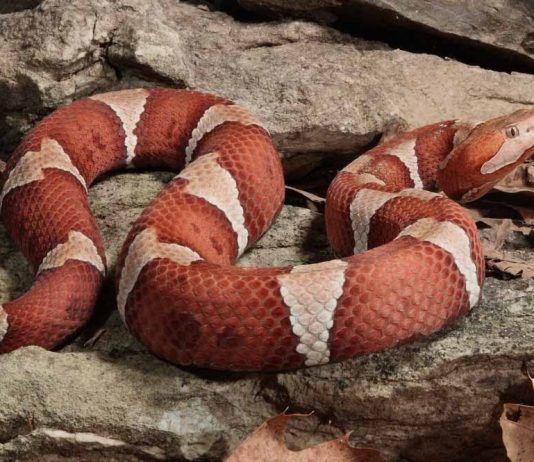 copperhead snake on top of rock