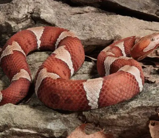copperhead snake on top of rock