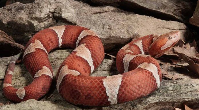 copperhead snake on top of rock