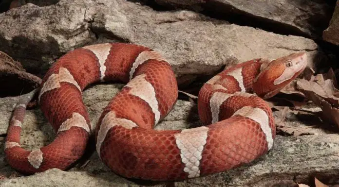 copperhead snake on top of rock