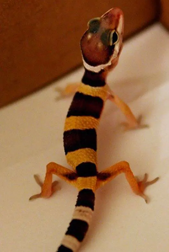 curious gecko
