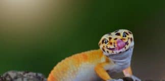 cutest leopard gecko