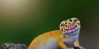 cutest leopard gecko