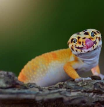 cutest leopard gecko