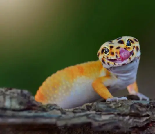 cutest leopard gecko