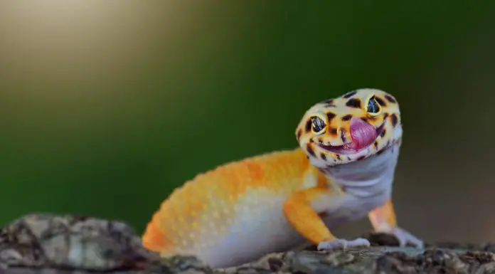 cutest leopard gecko