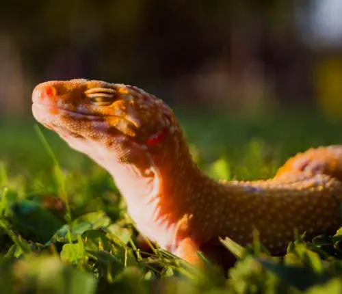gecko basking in the sun