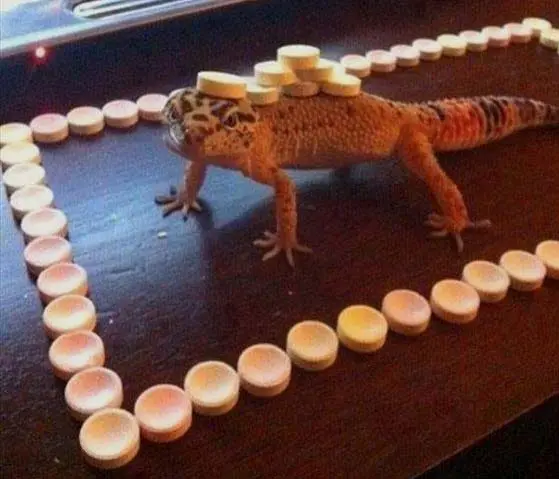 gecko carrying load