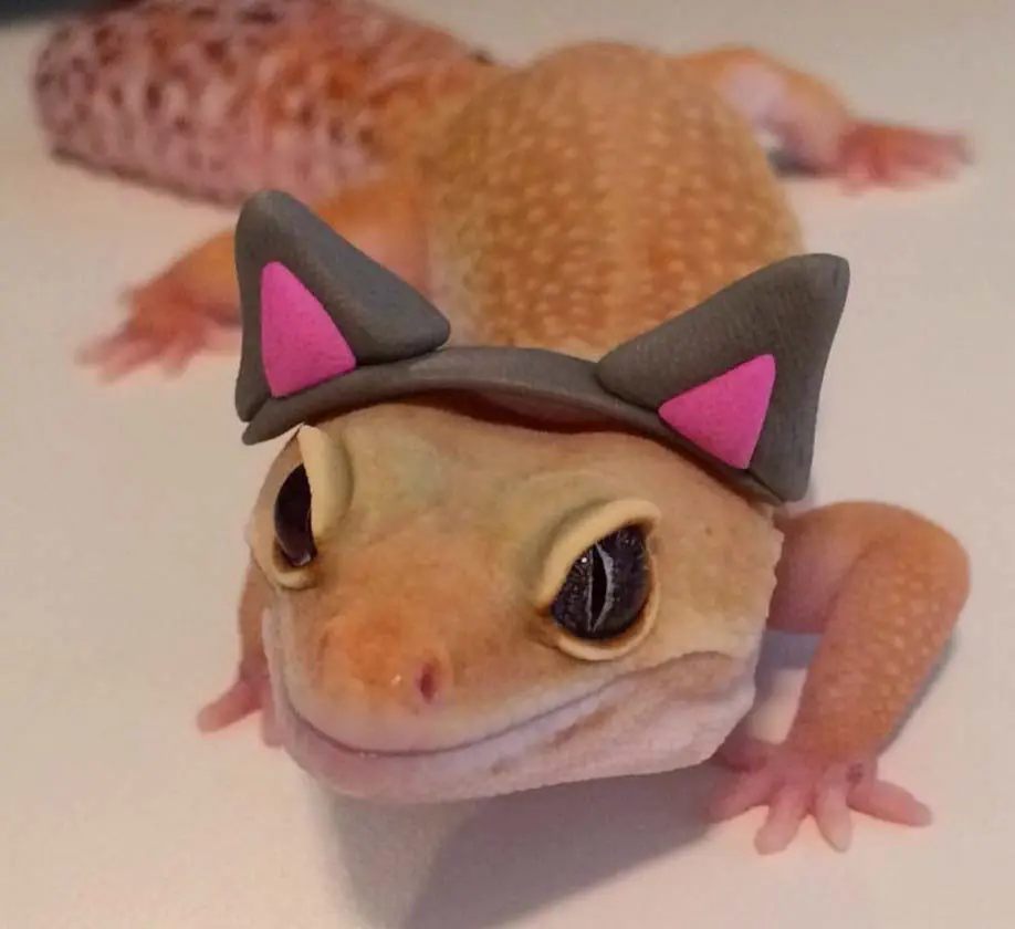 gecko cat