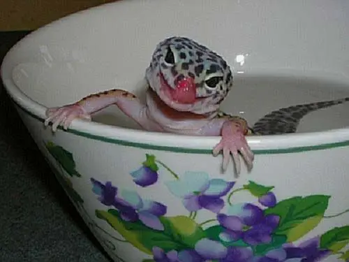 gecko enjoying swim