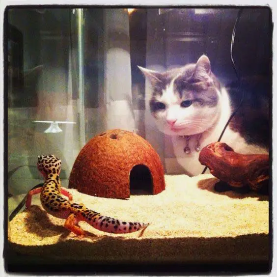 gecko facing cat