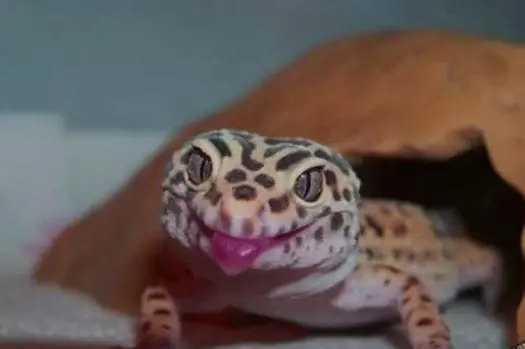 gecko showing funny face