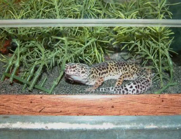 gecko getting busted