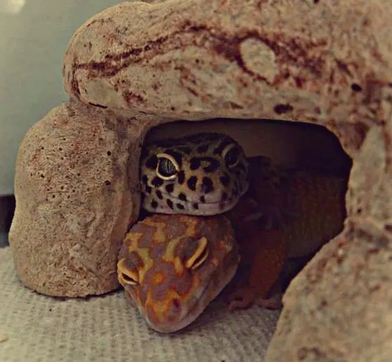 gecko getting cozy