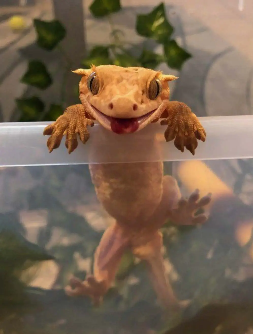 gecko hanging on container