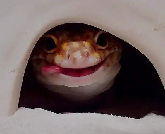 gecko hidding in cave