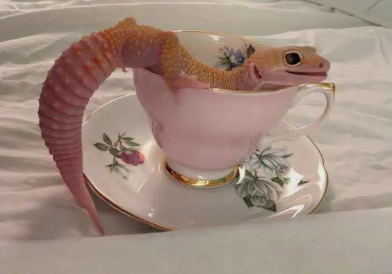 gecko in a cup