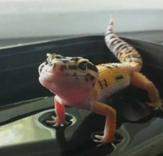 gecko in container