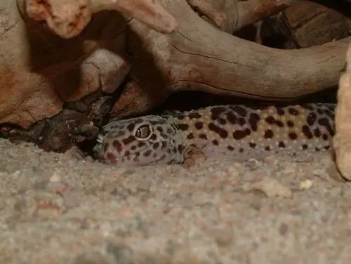 gecko lazing around