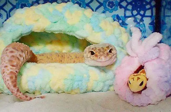 gecko chilling with new toy