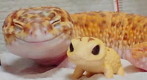 gecko smiling at new toy