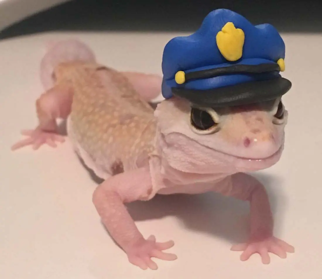 gecko police
