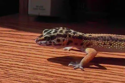 gecko searching for something