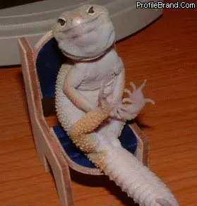 gecko sitting on chair