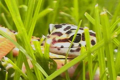 gecko spying in the grass