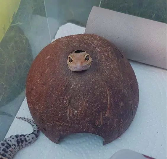 gecko sticking head out