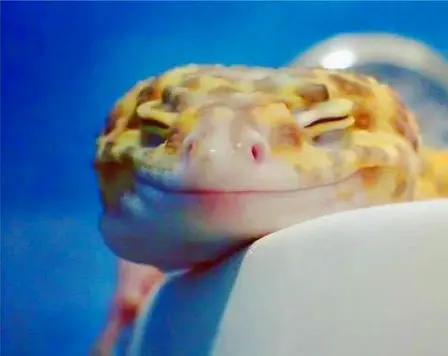 gecko sweet dreams