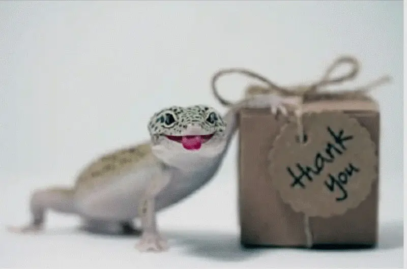gecko thank you