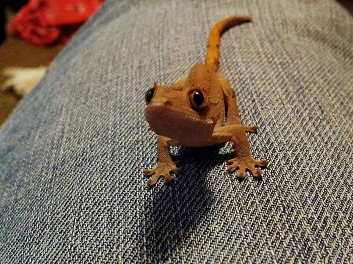 curious leopard gecko