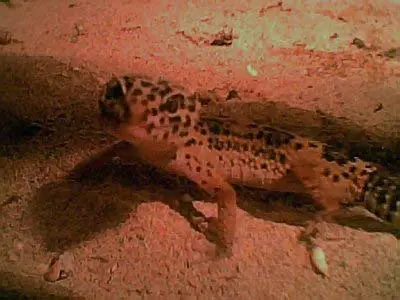 leopard gecko chilling in sand